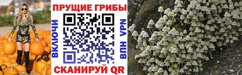 Купить закладки  Нижневартовск  Галлюциногенные грибы Cubensis 